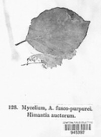 Gymnopus fuscopurpureus image